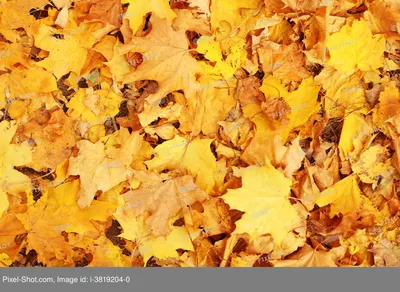 Осенние листья осенью пейзаж с красными фона голубыми неба желтыми и  зелеными листьями и яркими ветвями падают темы Стоковое Изображение -  изображение насчитывающей декоративно, яркое: 170376373