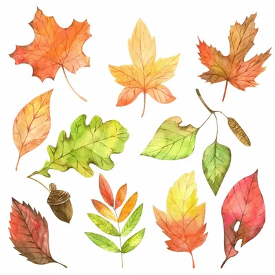Осенние листья разных деревьев - 70 фото
