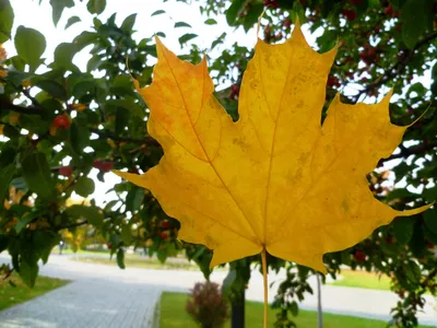 Фон осенние листья для фотошопа - 69 фото