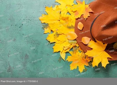 Найди тень - печатная игра для малышей 2-4 лет «Осенние листья»