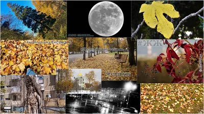 Красивые осенние листья на земле :: Стоковая фотография :: Pixel-Shot Studio