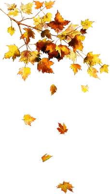 Листья осенние рисунок - 53 фото