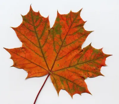 Осенние листья 3D модель - Скачать Растения на 3DModels.org