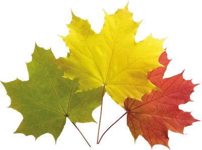 Кленовый лист Осень, ручная роспись осенних листьев, Акварельная живопись,  клен png | PNGEgg