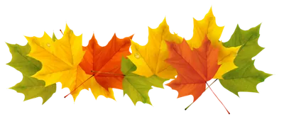 Осенние листья клипарт 20 изображений PNG на прозрачном фоне