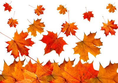 Осенние кленовые листья на прозрачном фоне