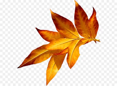 Download HD Beautiful Leaf Color Leaves Autumn Maple Clipart - Осенние  Листья На Прозрачном Фоне Transparent PNG Image - NicePNG.com