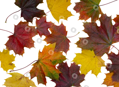 осенние листья PNG рисунок, картинки и пнг прозрачный для бесплатной  загрузки | Pngtree
