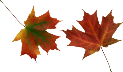 Осенние кленовые листья, изолированные на прозрачном фоне, осенний фон -  Ozero - российский фотосток