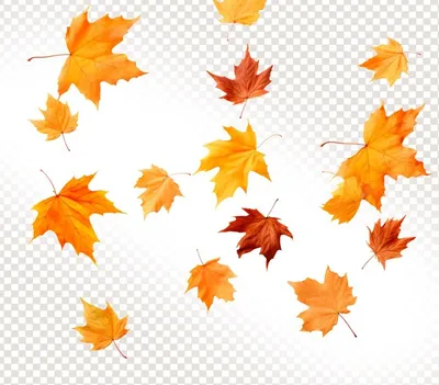Падающие осенние кленовые листья psd на прозрачном фоне | Премиум PSD Файл