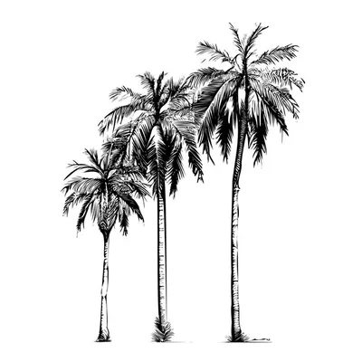 Пальмы нарисованные рукой вектор Иллюстрация вектора - иллюстрации  насчитывающей праздник, чертеж: 50814777