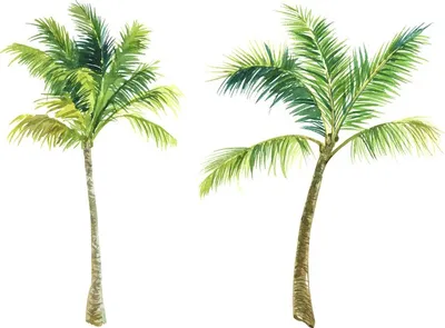 Нарисованные От Руки Чернобелые Тропические Пальмы Набор Векторных  Иллюстраций Гавайские Растения В Реалистичном Стиле Дизайн Листвы —  стоковая векторная графика и другие изображения на тему Пальма - iStock