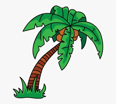 Как нарисовать пальму | DRAWINGFORALL.RU