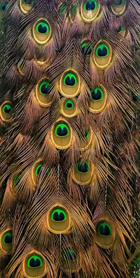 Хвост павлина | Optical illusion wallpaper, Beautiful art paintings,  Peacock images