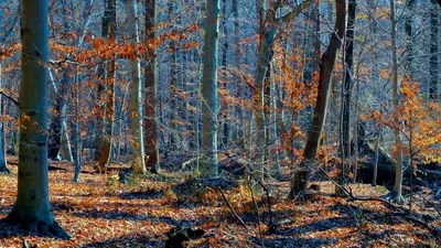 Картинки природа поздняя осень (70 фото) » Картинки и статусы про  окружающий мир вокруг