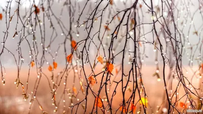 Осень, поздняя осень, дорога, деревья, голые деревья, листва обои для рабочего  стола, картинки, фото, 1920x1200.