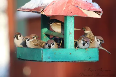 22 вида птиц, которые прилетают на кормушки (фото с названиями) | Птицы в  большом городе | Дзен