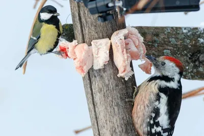 Чем кормить птиц зимой (и чем не надо) - Телеканал «О!»