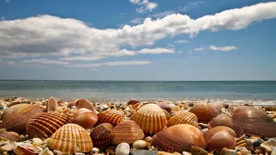 Картинки ракушки на берегу моря фотографии