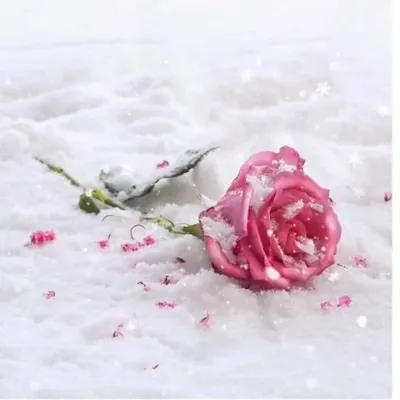 Розы в снегу. Природа невероятна | Леонардо Дайвинчик | ВКонтакте
