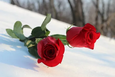 роза на снегу :: юрий fff – Социальная сеть ФотоКто