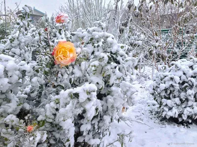 Роза в снегу | Floral, Rose quotes, Flower beauty