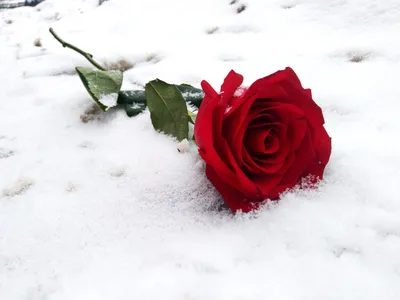 Розы на снегу :: Светлана Петошина – Социальная сеть ФотоКто