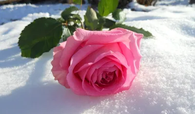 Розовые розы в снегу» — создано в Шедевруме
