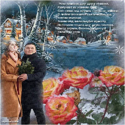 Розы на снегу!. Photographer Alla Shevchenko