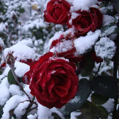 Красивая роза на снегу. Красивый красный. Новогодний. Алая роза. | Фото  цветов, Гибридные чайные розы, Розы