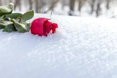 Онлайн пазл «Роза в снегу»
