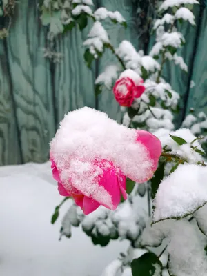 Розы в снегу - фото автора Ascaron на сайте Сергиев.ru