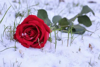 Розы на снегу. | Instagram