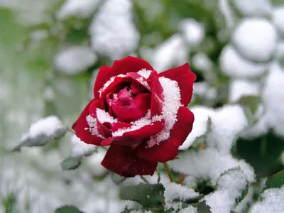 Красная Роза В Снегу Трава Символ - Бесплатное фото на Pixabay - Pixabay