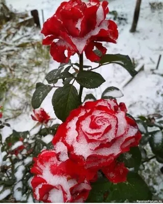 Красивые белые розы в снегу крупным планом :: Стоковая фотография ::  Pixel-Shot Studio