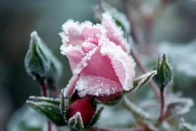 Красная роза на снегу - красивые фото