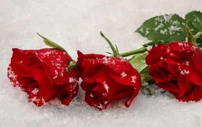 Розы в снегу | Сад и огород