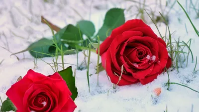 Розы на снегу, Наталья Лариони – скачать книгу fb2, epub, pdf на ЛитРес