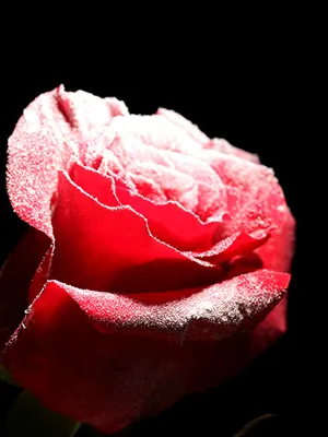 Розы на снегу - Букеты цветов - Бийск - Цветочный магазин Ксения