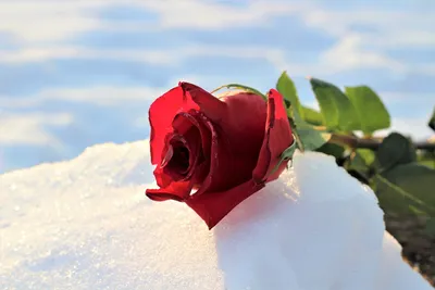 Розы на снегу картинки - 74 фото
