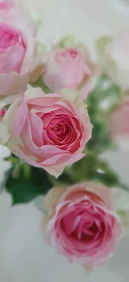 Картинки розы на телефон фото