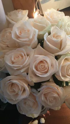 Обои на телефон. Цветы. Розы. Телеграм @waallpapers7 #обои #обоинателефон  #обоидлятелефона #обоинаайфон #красота #цветы #розы #… | Цветок, Красивые  розы, Белые розы
