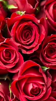 Обои на телефон розы, красный, цветы, букет - скачать бесплатно в высоком  качестве из категории \"Цветы\"