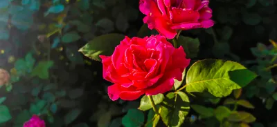картинки : цветок, утро, Китай, Фарфоровая роза, Телефон, красивая, Родной  город, бабушка, люблю, Надежда, лепесток, цветущее растение, Садовые розы,  Роза, Флорибунда, Розовая семья, Розовый, Julia child rose, Порядок розы,  Rosa Centifolia, Hybrid