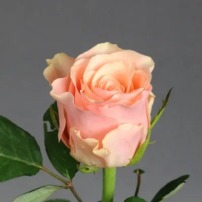 Изображение Розовой Розы в формате для мобильного телефона в JPG | Розовая  Роза Фото №407 скачать