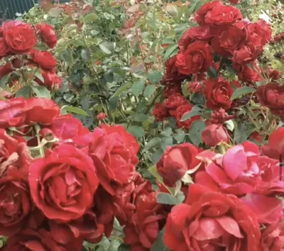 этот красивый красный роза мобильный телефон обои Стоковое Фото -  изображение насчитывающей красно, передвижно: 215876670