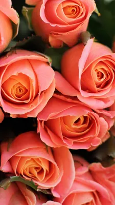 Как красиво фотографировать розы (и любые другие цветы) на телефон |  Женщина строит дом | Дзен