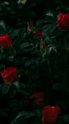 Обои на телефон, розы, белые розы, цветы, весна, лето | Белые розы, Розы,  Цветы