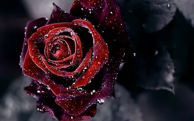 Обои на телефон розы, букет, цветы, светло розовый, романтика - скачать  бесплатно в высоком качестве из категории \"Цветы\"
