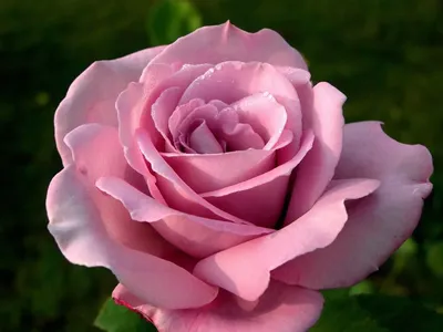 Роза красная ...крупные бутоны .. От 25 шт - 100 р От 50 шт - 85 р В  наличии, только свежие розы ... Телефон для заявки 8-965-685-78-83… |  Instagram